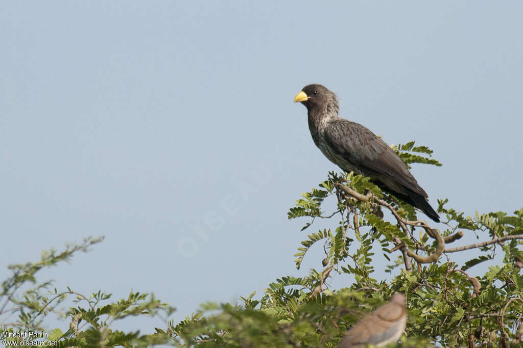 Touraco grisadulte, chant