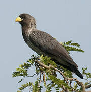 Western Plantain-eater