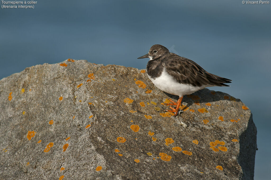 Ruddy Turnstone