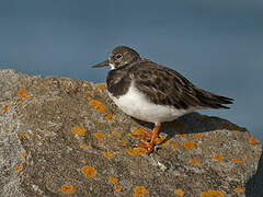 Ruddy Turnstone