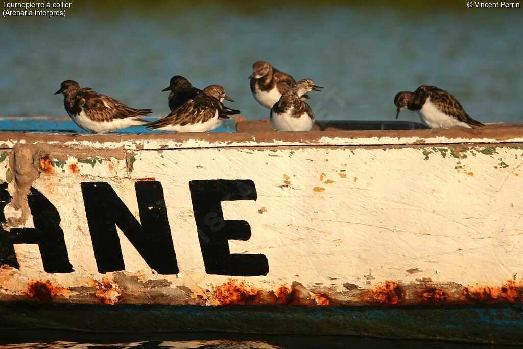 Ruddy Turnstone