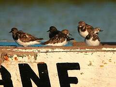 Ruddy Turnstone