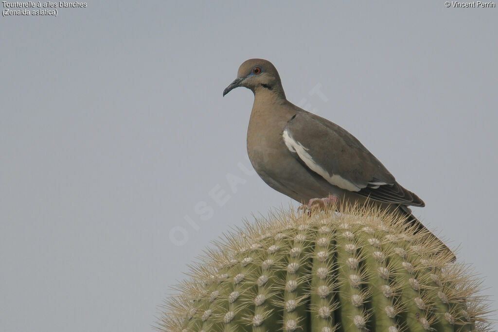 White-winged Dove