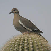 White-winged Dove