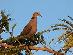 Red-eyed Dove