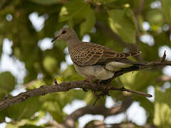 European Turtle Dove