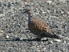 European Turtle Dove