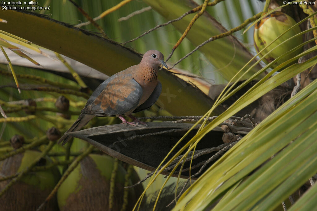 Laughing Doveadult