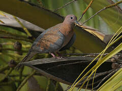 Laughing Dove