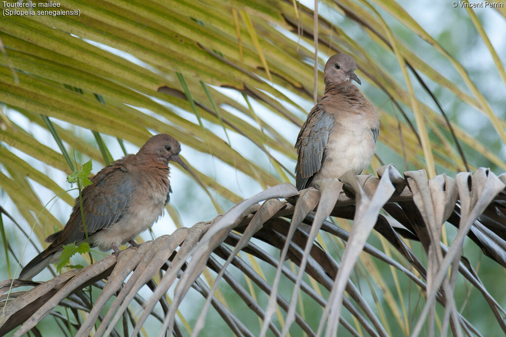 Laughing Doveadult