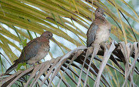 Laughing Dove