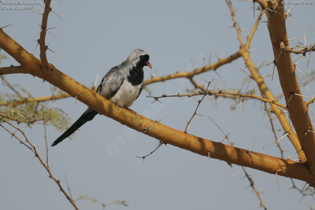 Namaqua Doveadult