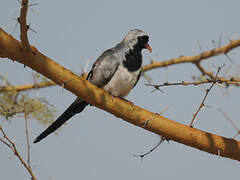 Namaqua Dove