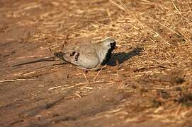 Namaqua Dove