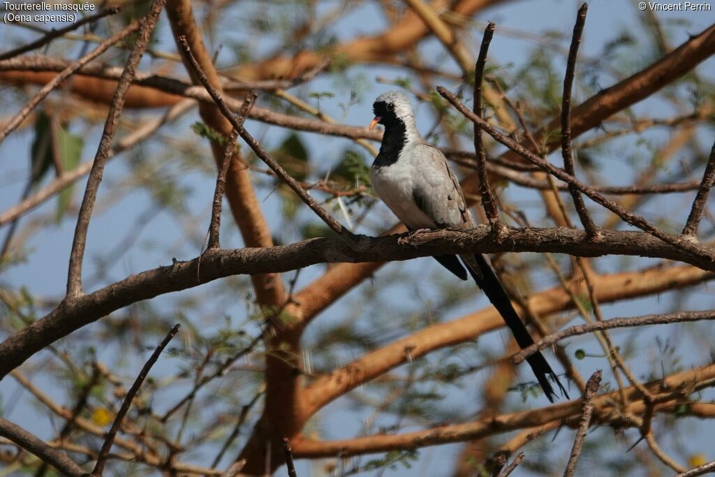 Namaqua Dove