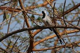 Namaqua Dove