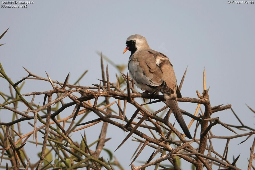 Namaqua Doveadult, close-up portrait, song