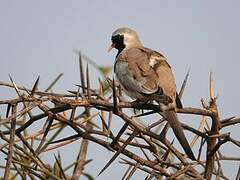 Namaqua Dove