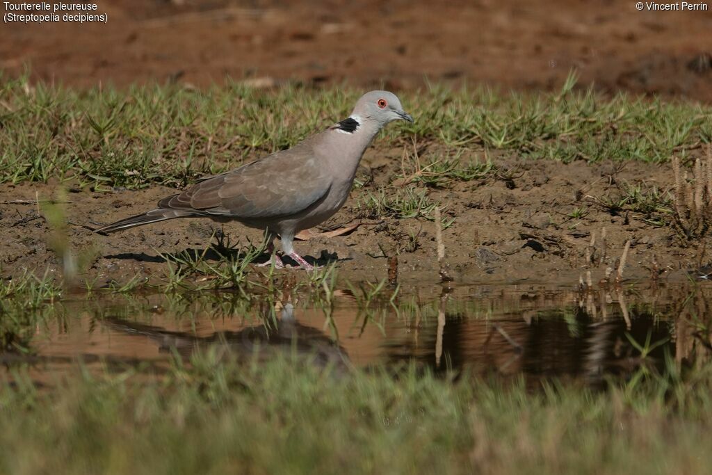 Mourning Collared Dove