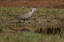 Mourning Collared Dove