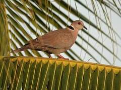 Mourning Collared Dove