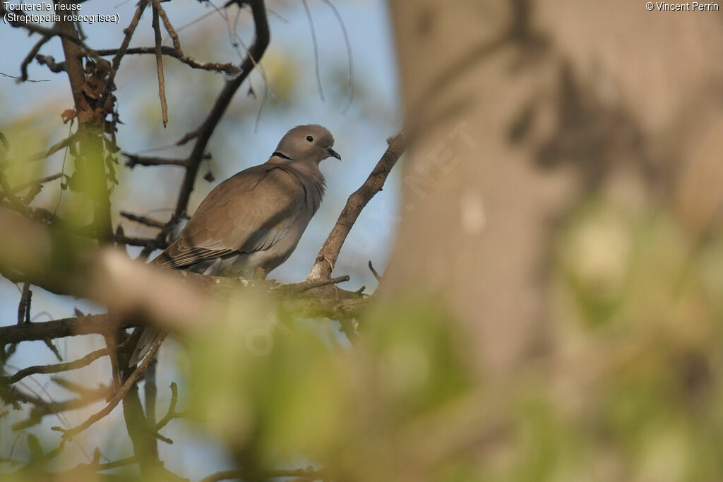 African Collared Doveadult