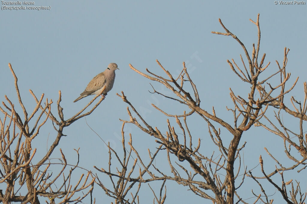 African Collared Dove, identification