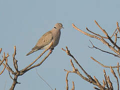 African Collared Dove