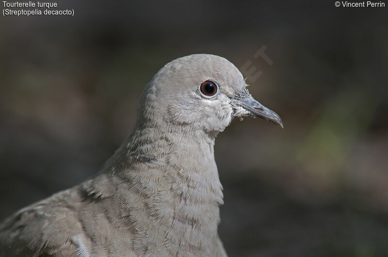Eurasian Collared Doveadult, close-up portrait