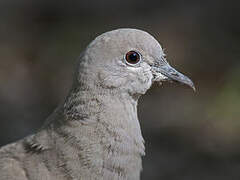 Eurasian Collared Dove