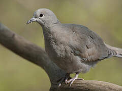 Eurasian Collared Dove