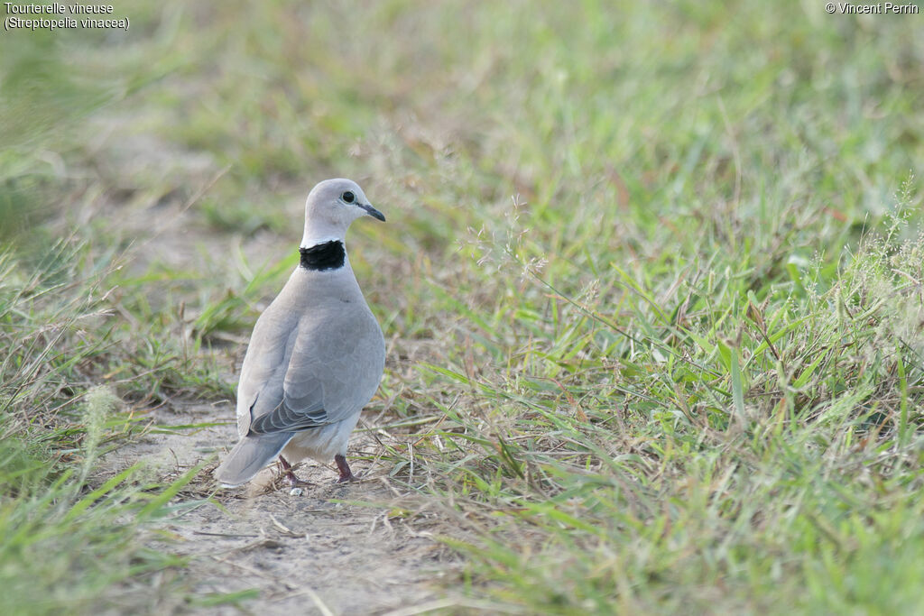 Vinaceous Dove