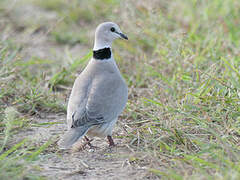 Vinaceous Dove