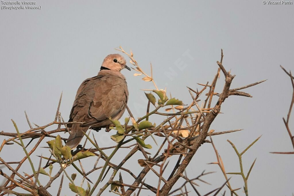 Vinaceous Dove