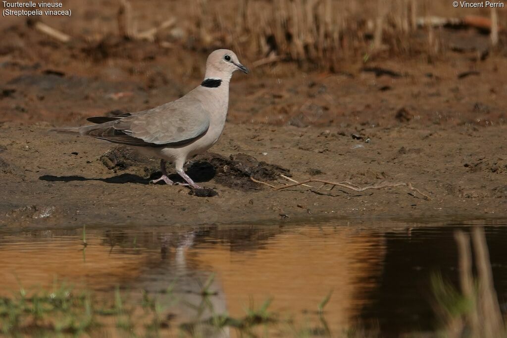 Vinaceous Dove