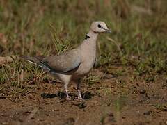 Vinaceous Dove