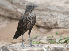 Anteater Chat