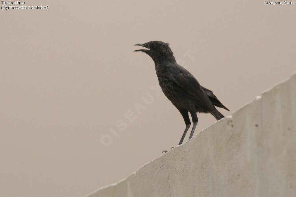 Anteater Chat