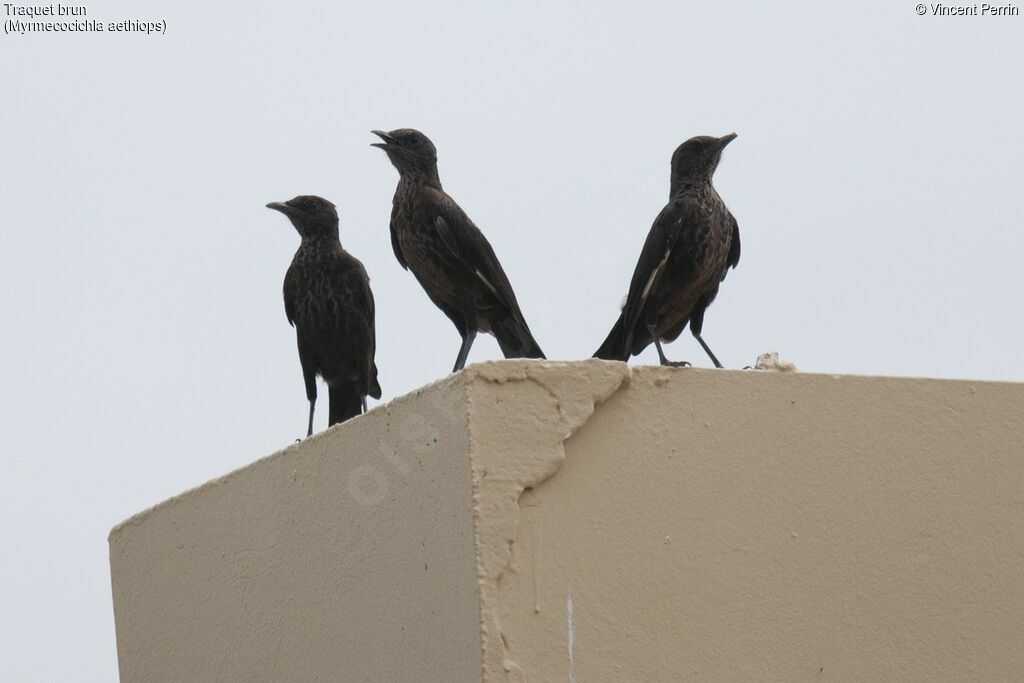 Anteater Chat