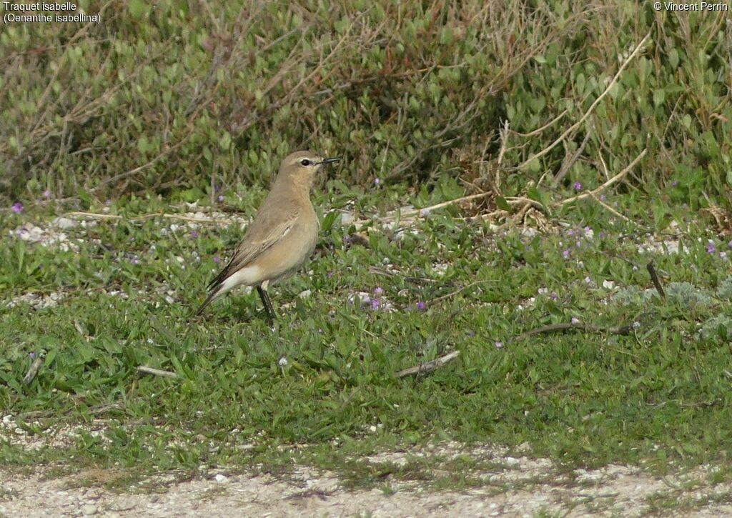 Traquet isabelle, identification, mange