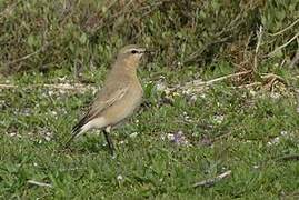 Isabelline Wheatear