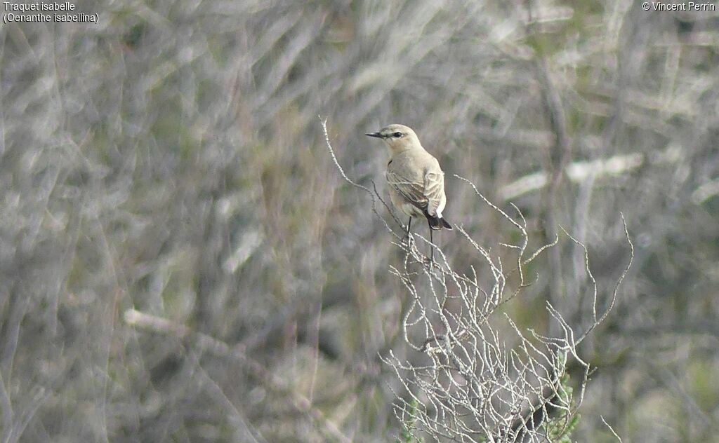 Isabelline Wheatear, eats