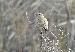 Isabelline Wheatear