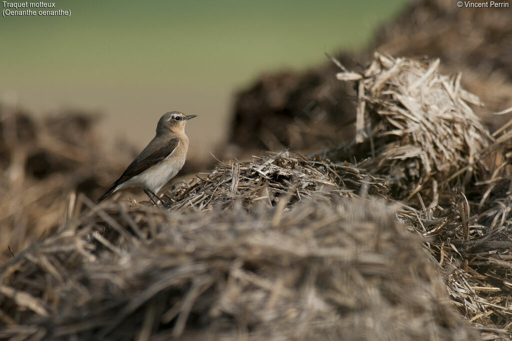 Northern Wheatear