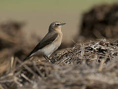 Northern Wheatear