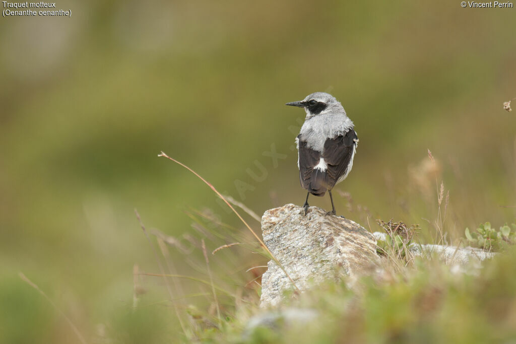 Northern Wheatear male adult