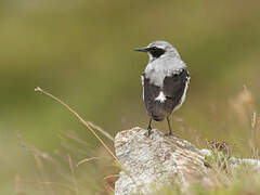 Northern Wheatear