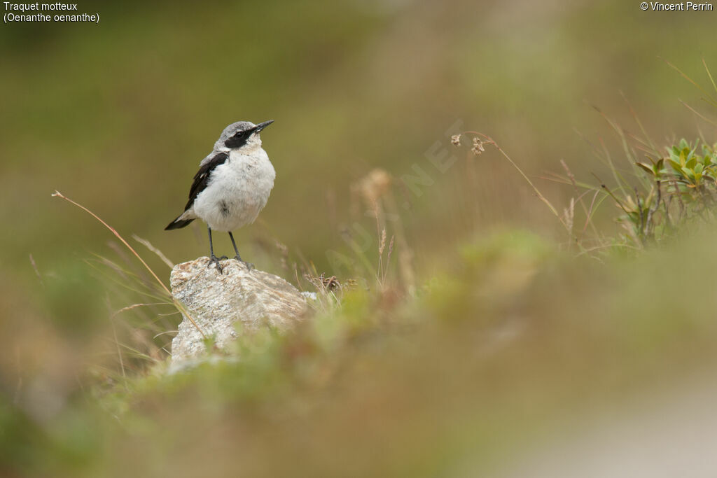 Northern Wheatear male adult