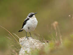 Northern Wheatear