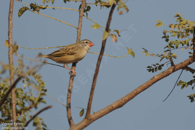 Red-billed Quelea male Second year, identification
